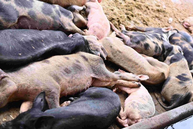 Risco de peste suína: Ipaam multa em meio milhão criador irregular