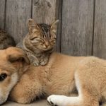 RG para cães e gatos entra em vigor no Brasil