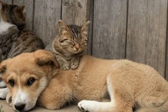 RG para cães e gatos entra em vigor no Brasil