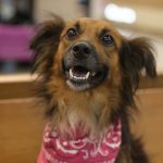 Shopping recebe evento de adoção de animais neste sábado