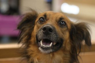 Shopping recebe evento de adoção de animais neste sábado