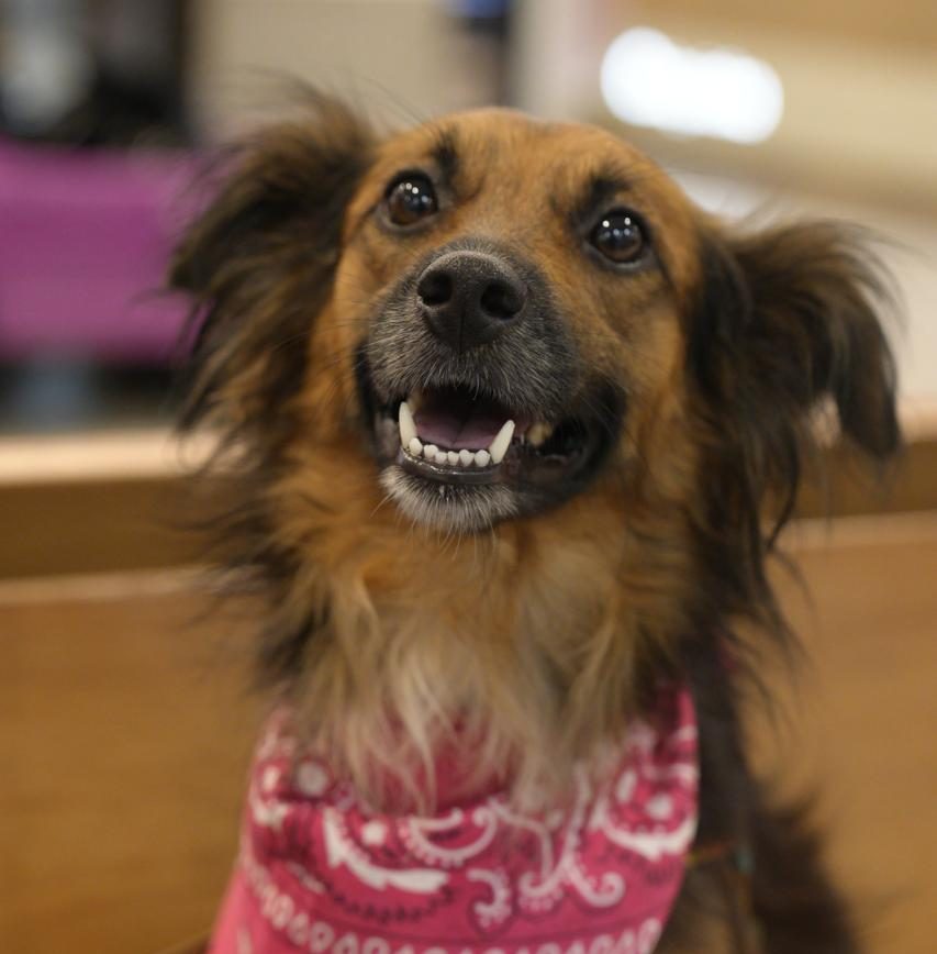 Shopping recebe evento de adoção de animais neste sábado