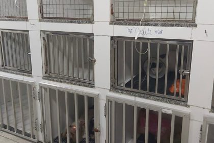 Clínicas veterinárias devem realizar licenciamento obrigatório no Amazonas