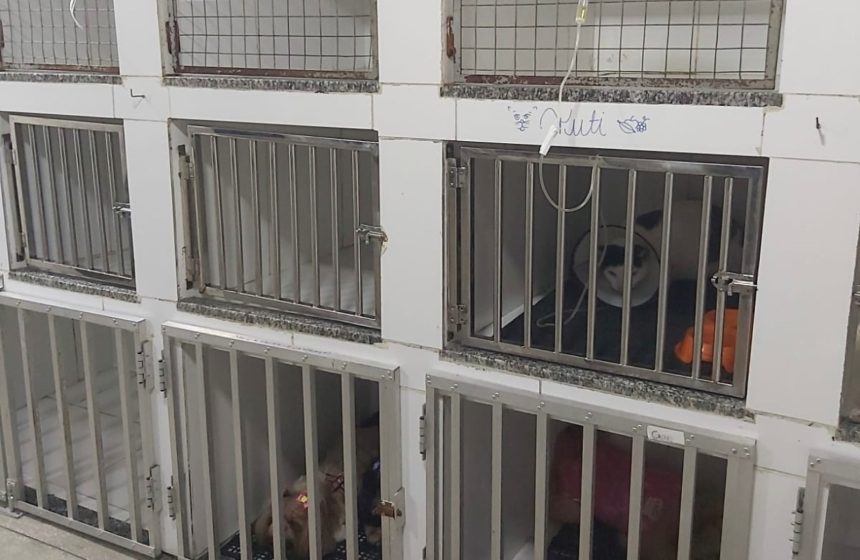 Clínicas veterinárias devem realizar licenciamento obrigatório no Amazonas