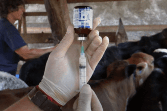 Vacina de combate a brucelose