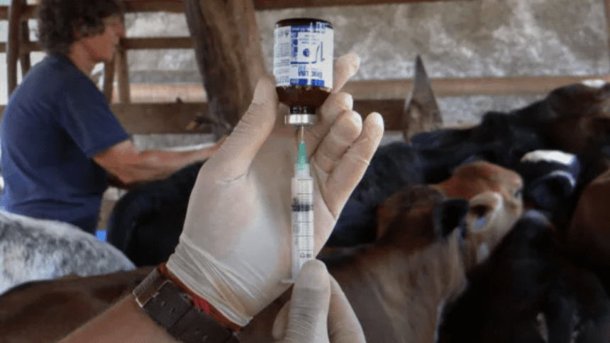 Vacina de combate a brucelose