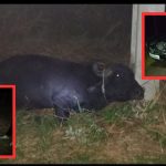 Adolescente morre após motocicleta colidir com búfalo em estrada de Itacoatiara