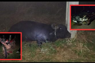 Adolescente morre após motocicleta colidir com búfalo em estrada de Itacoatiara