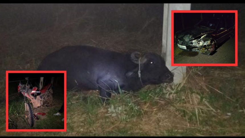 Adolescente morre após motocicleta colidir com búfalo em estrada de Itacoatiara