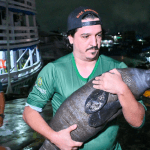 Foto mostra Peixe Boi sendo resgatado por servidor do Ipaam
