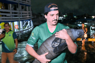 Foto mostra Peixe Boi sendo resgatado por servidor do Ipaam