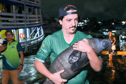 Foto mostra Peixe Boi sendo resgatado por servidor do Ipaam