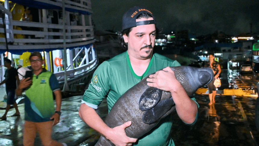 Foto mostra Peixe Boi sendo resgatado por servidor do Ipaam