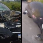 Vídeo: Taxista fica ferido após colidir com búfalo na estrada de Itacoatiara