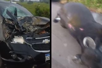 Vídeo: Taxista fica ferido após colidir com búfalo na estrada de Itacoatiara
