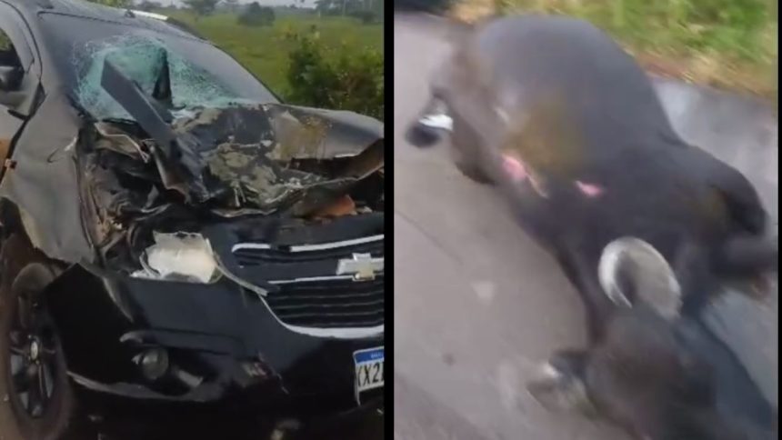 Vídeo: Taxista fica ferido após colidir com búfalo na estrada de Itacoatiara