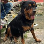 Cachorro ferido é resgatado de igarapé