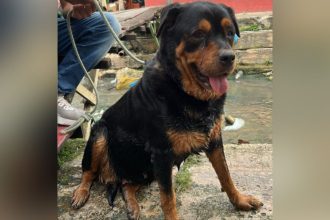 Cachorro ferido é resgatado de igarapé