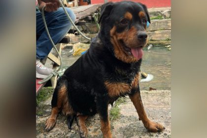 Cachorro ferido é resgatado de igarapé