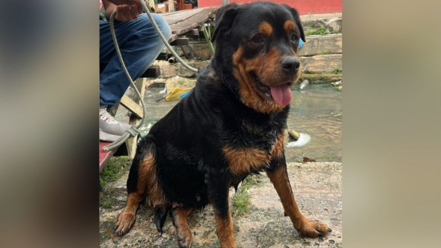 Cachorro ferido é resgatado de igarapé