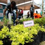 Cidade de Deus tem distribuição de mudas de plantas frutíferas e medicinais; Saiba como participar