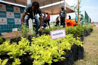 Cidade de Deus tem distribuição de mudas de plantas frutíferas e medicinais; Saiba como participar