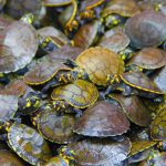 Quelônios de manejo sustentável têm comercialização autorizada no AM