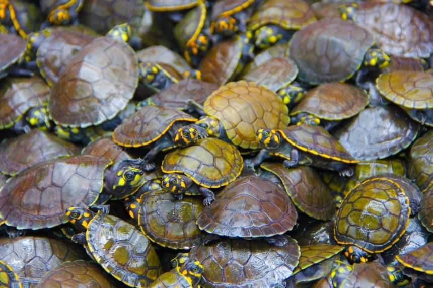 Quelônios de manejo sustentável têm comercialização autorizada no AM