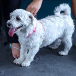 Vacinação contra a raiva de cães e gatos chega na zona rural