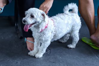 Vacinação contra a raiva de cães e gatos chega na zona rural