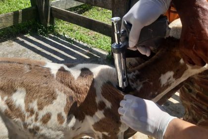 Adaf prorroga campanha de vacinação contra a brucelose