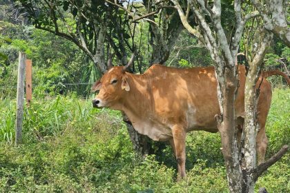 Vacinação contra a raiva torna-se obrigatória em Apuí