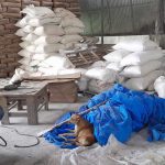 Cachorro dormindo em uma fábrica clandestina de goma de tapioca interditada pela Visa Manaus.