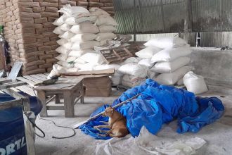 Cachorro dormindo em uma fábrica clandestina de goma de tapioca interditada pela Visa Manaus.
