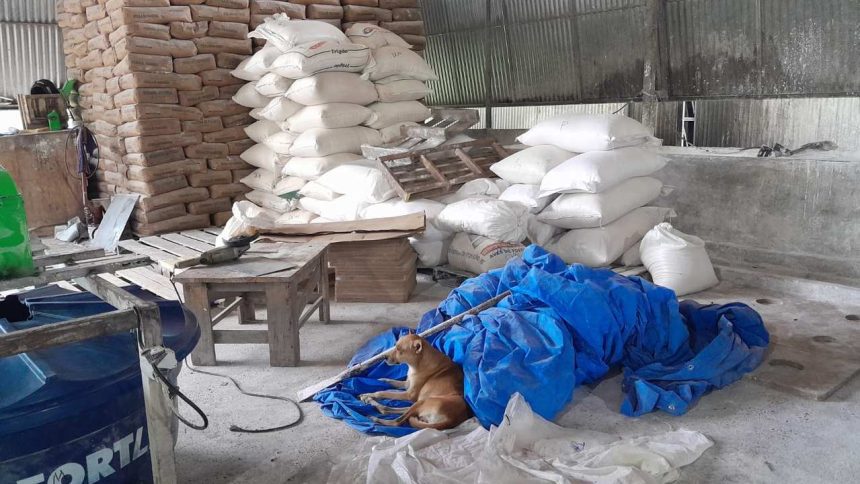 Cachorro dormindo em uma fábrica clandestina de goma de tapioca interditada pela Visa Manaus.
