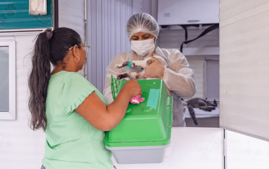 Castração gratuita de cães e gatos pode ser agendada por telefone em Manaus