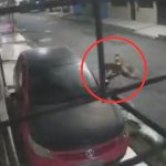 Dois cães da raça pitbull atacando uma cadela em uma rua à noite.