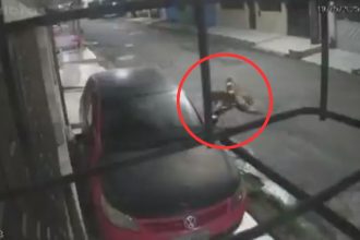 Dois cães da raça pitbull atacando uma cadela em uma rua à noite.