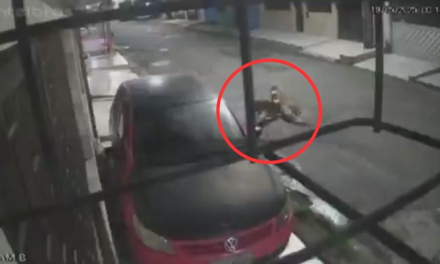 Dois cães da raça pitbull atacando uma cadela em uma rua à noite.