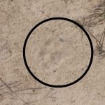 Vídeo: moradores de Iranduba vivem clima de medo após avistarem onça em comunidade