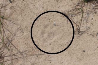 Vídeo: moradores de Iranduba vivem clima de medo após avistarem onça em comunidade