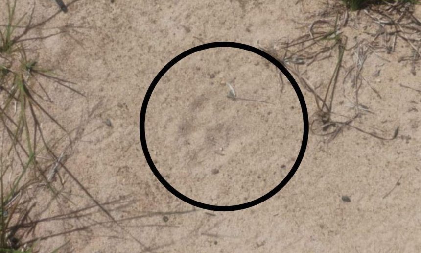 Vídeo: moradores de Iranduba vivem clima de medo após avistarem onça em comunidade