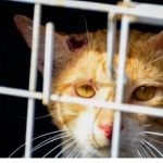 Gato laranja com ferimentos no rosto, olhando através das grades de uma gaiola.