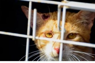 Gato laranja com ferimentos no rosto, olhando através das grades de uma gaiola.