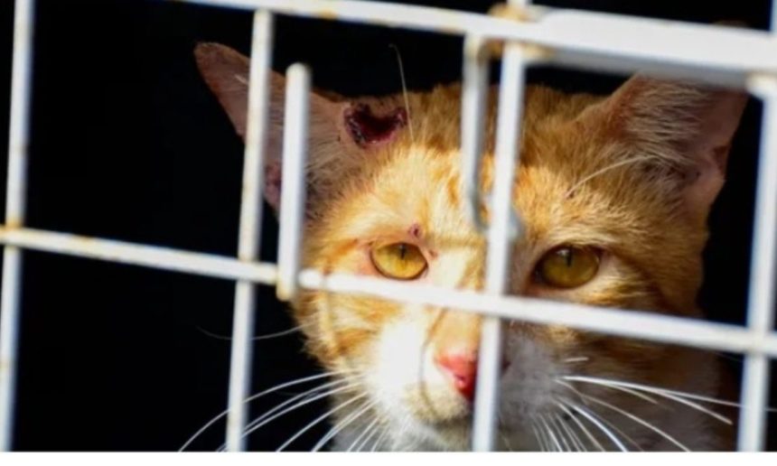 Gato laranja com ferimentos no rosto, olhando através das grades de uma gaiola.