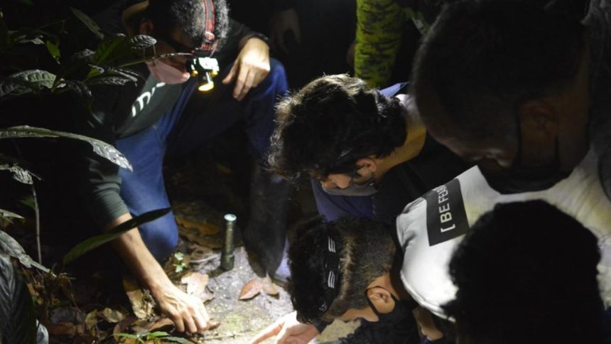 Museu da Amazônia abre vendas para trilha noturna na floresta