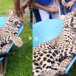 Onça-pintada, provavelmente uma fêmea, capturada e contida em uma carretilha azul por moradores da comunidade rural de Teresina, em Tabatinga, Amazonas.