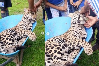 Onça-pintada, provavelmente uma fêmea, capturada e contida em uma carretilha azul por moradores da comunidade rural de Teresina, em Tabatinga, Amazonas.