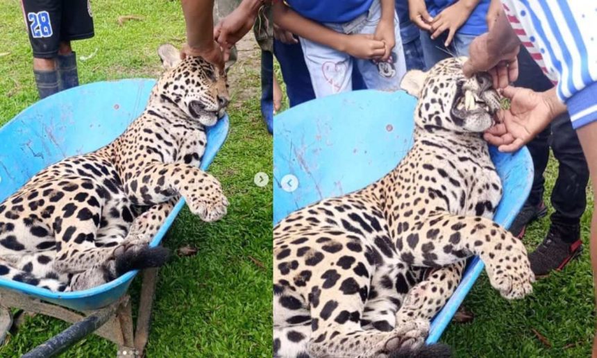 Onça-pintada, provavelmente uma fêmea, capturada e contida em uma carretilha azul por moradores da comunidade rural de Teresina, em Tabatinga, Amazonas.