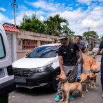 Policiais apreendem cães da raça Pit Bull em um canil clandestino. Os animais estavam em condições precárias.